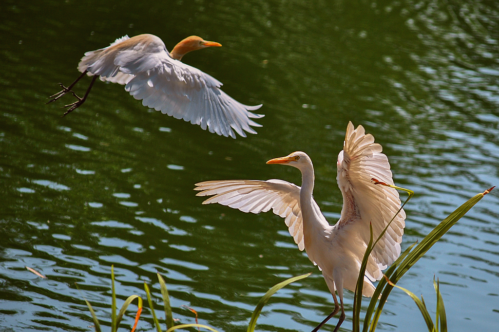 Flying