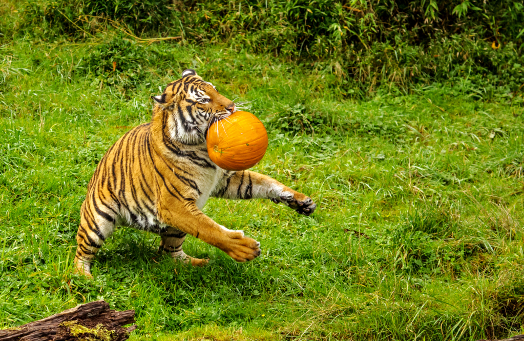 Pumpkin, Pumpkin, Who