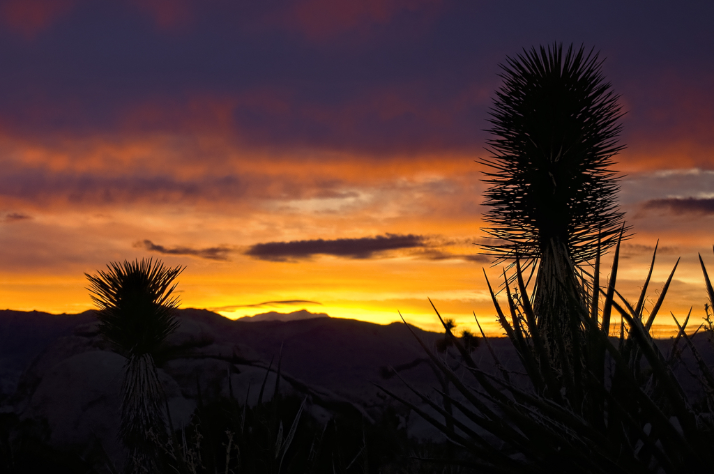 Mojave Yucca Sunset - ID: 16034072 © Kelley J. Heffelfinger
