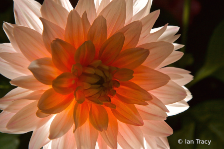 Backlit flower
