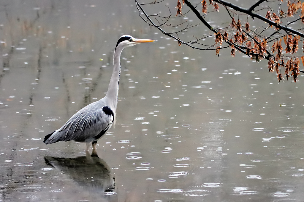 Rainy Day