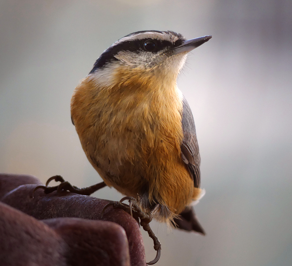 Red Breasted Nuthatch