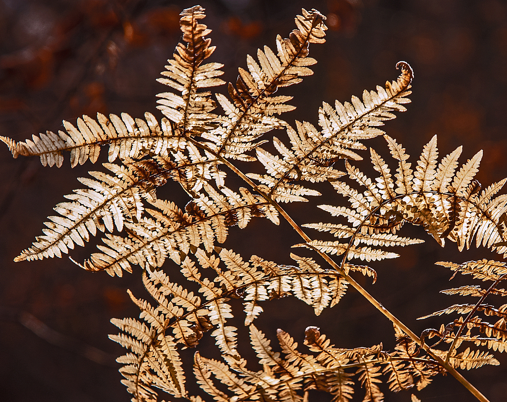 Fern in color transition.