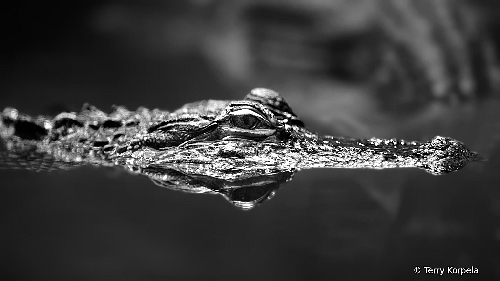 American Alligator B/W - ID: 16034246 © Terry Korpela