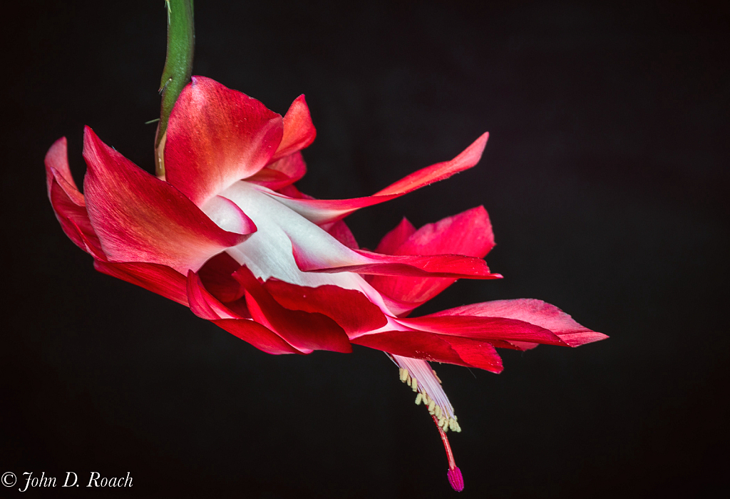 Christmas Cactus - ID: 16034355 © John D. Roach