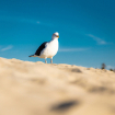 Sea Gull