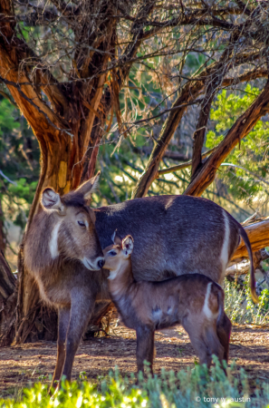 mothers love