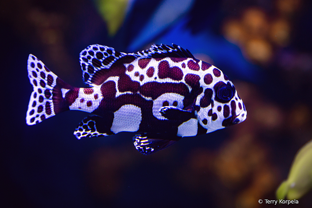 Chatanooga Aquarium - ID: 16034536 © Terry Korpela