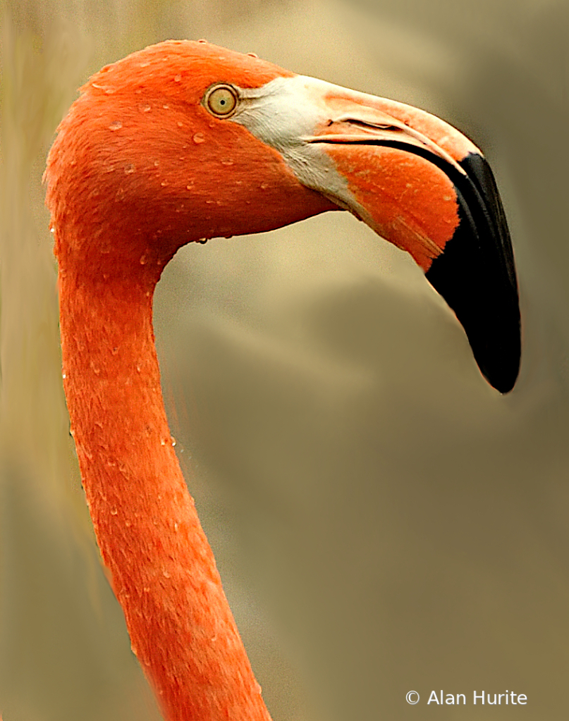 Wet Flamingo