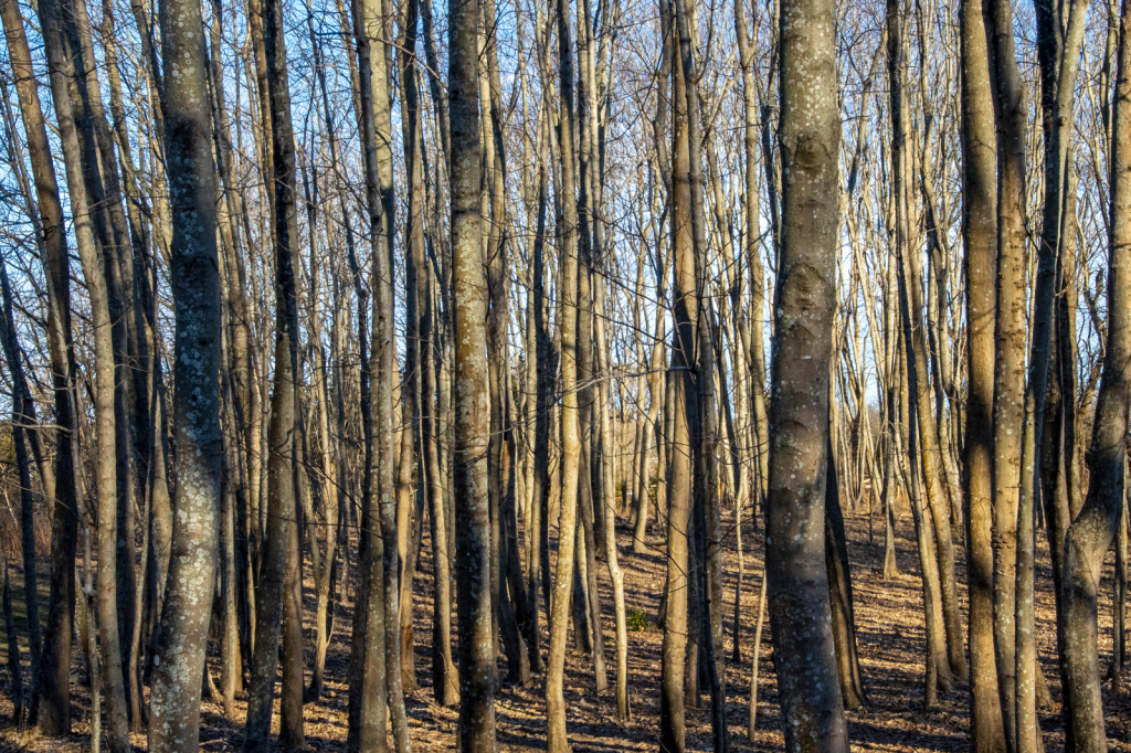 Tree Stand