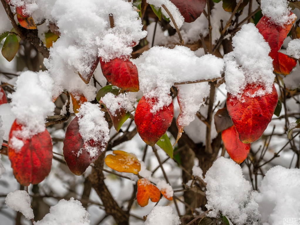 Snow & Red Leaves