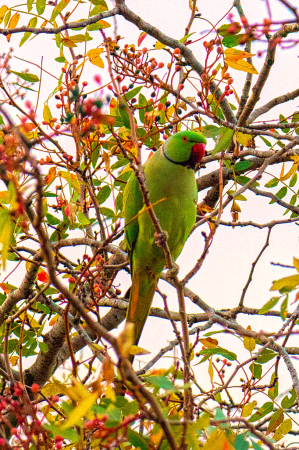 Green Parakeet of Israel