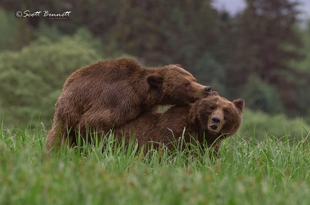 Mating Grizzlies