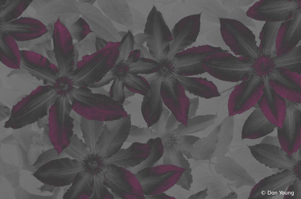 Neon Glow Clematis - ID: 16034870 © Don Young