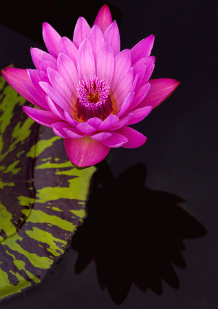 Pink Waterlily and Shadow
