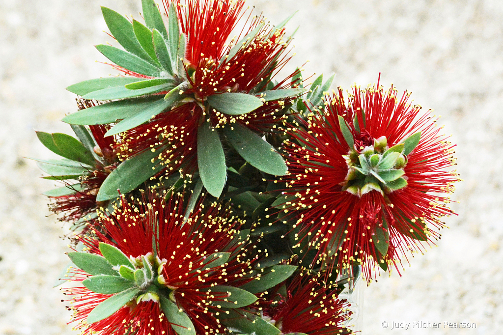 the busy little bottlebrush....