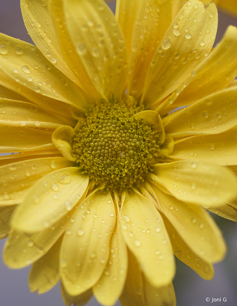 Heart of the flower - ID: 16034855 © Joni G