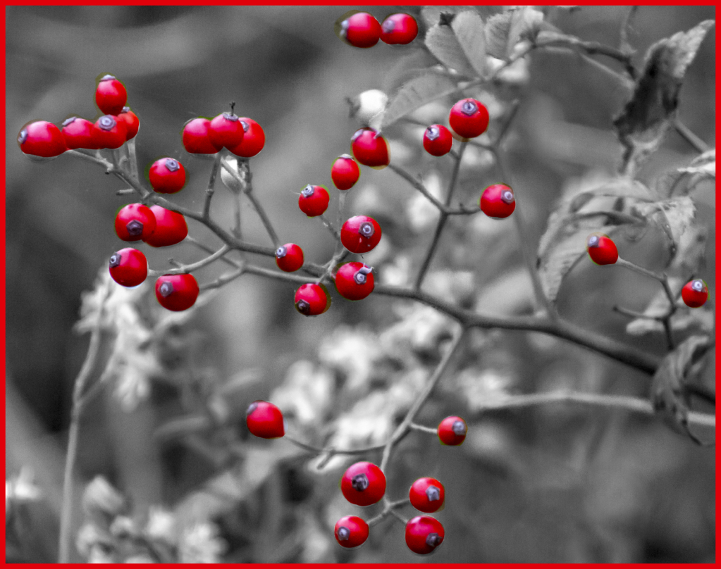 Red Berries