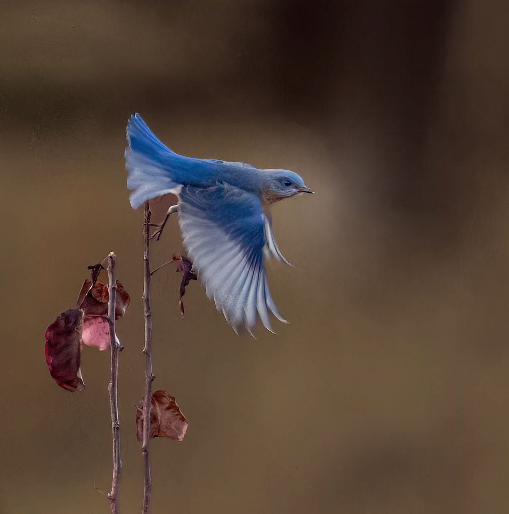 Bluebird Take Off