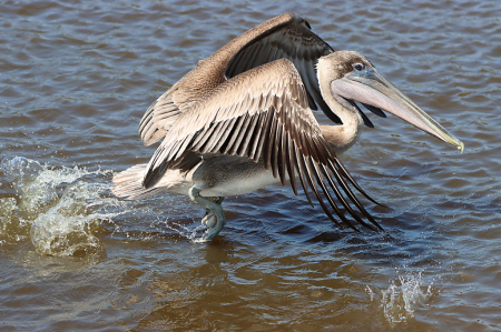 Brown Pelican Take Off