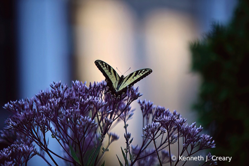 Savoring the Joe Pye Weed