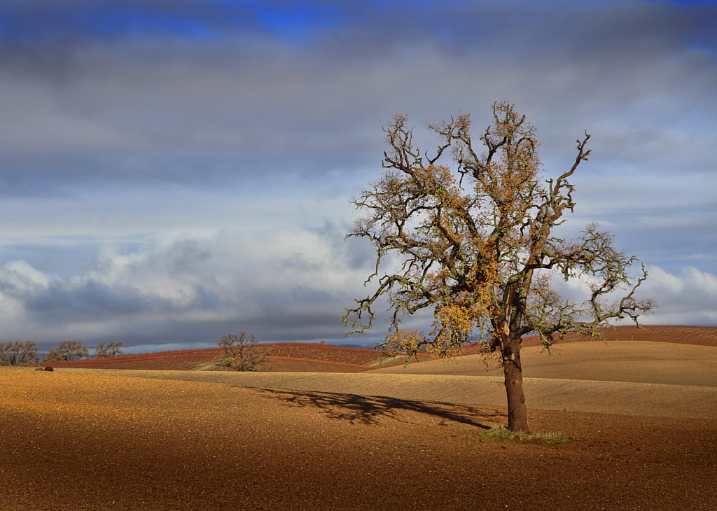 California Winter Landscape