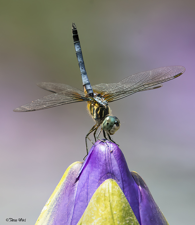 Dragonfly - ID: 16035180 © Sherry Karr Adkins