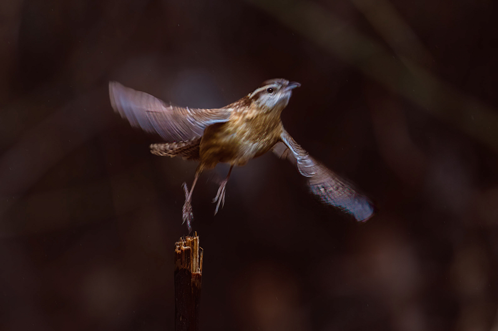 Carolina wren Take Off