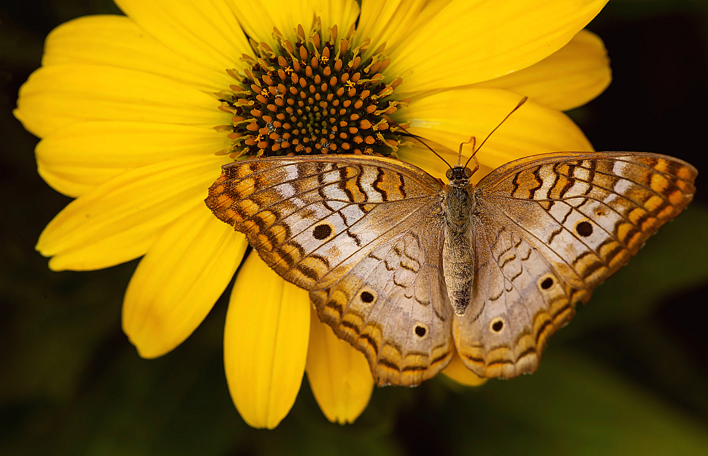 Peacock on Yellow Cone Flower