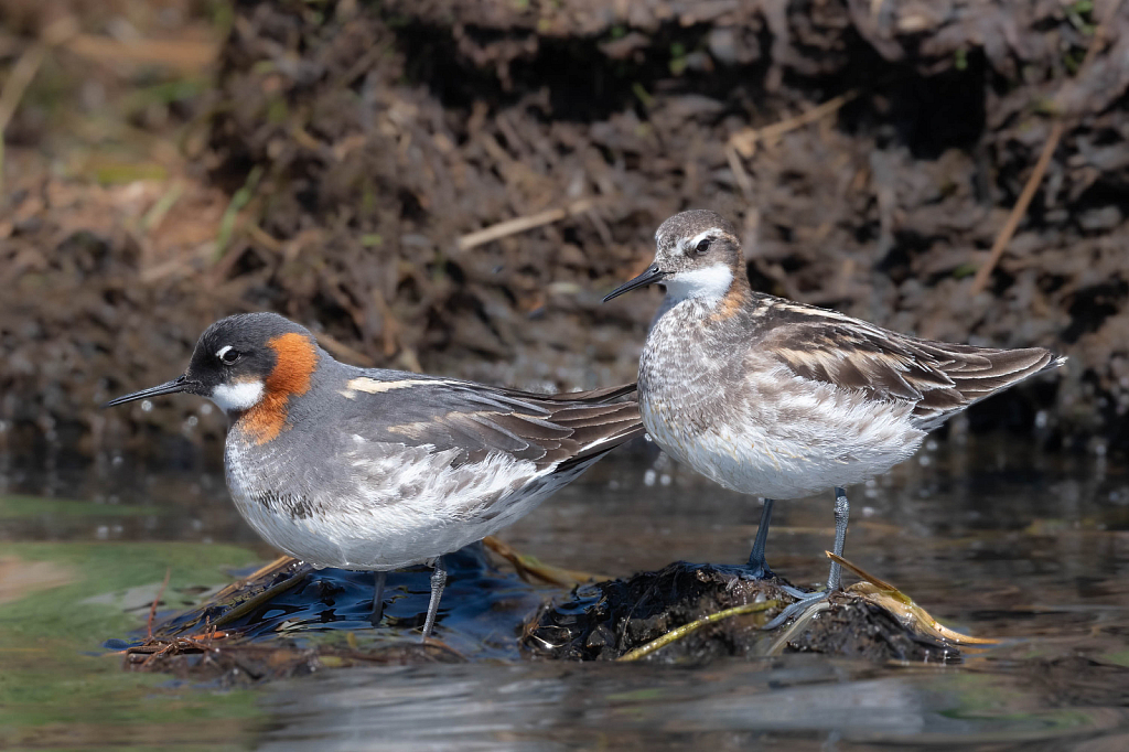 Red Necked Phalarope Couple - ID: 16035299 © Carol Gregoire