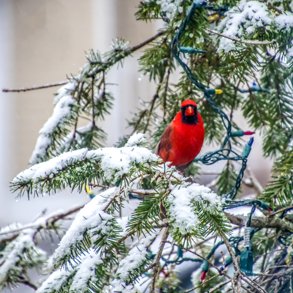 Winter Cardinal