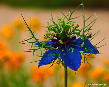 Monticello Floral