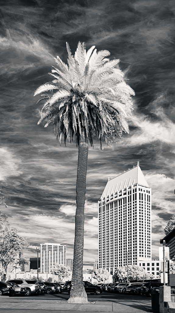 Palm Tree in San Diego