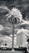 Palm Tree in San ...