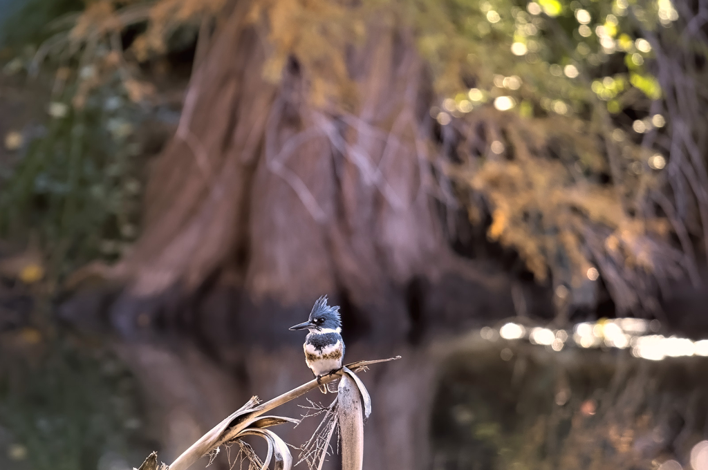 Upstaging the Tree - ID: 16035714 © Kelley J. Heffelfinger