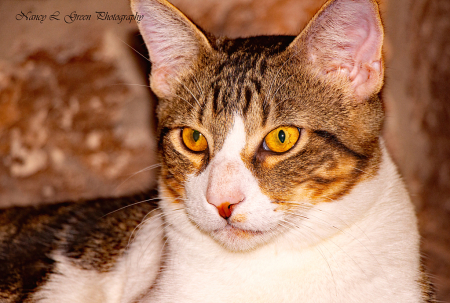 Golden Eye