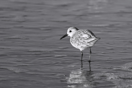 Sanderling