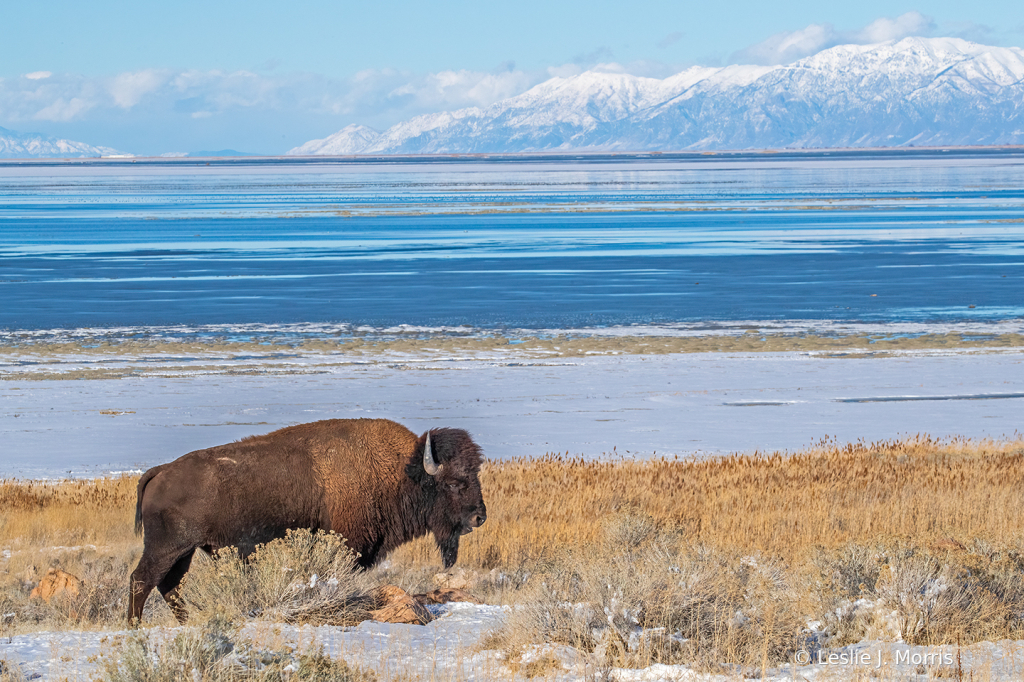 Great Salt Lake Bison
