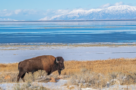 Great Salt Lake Bison