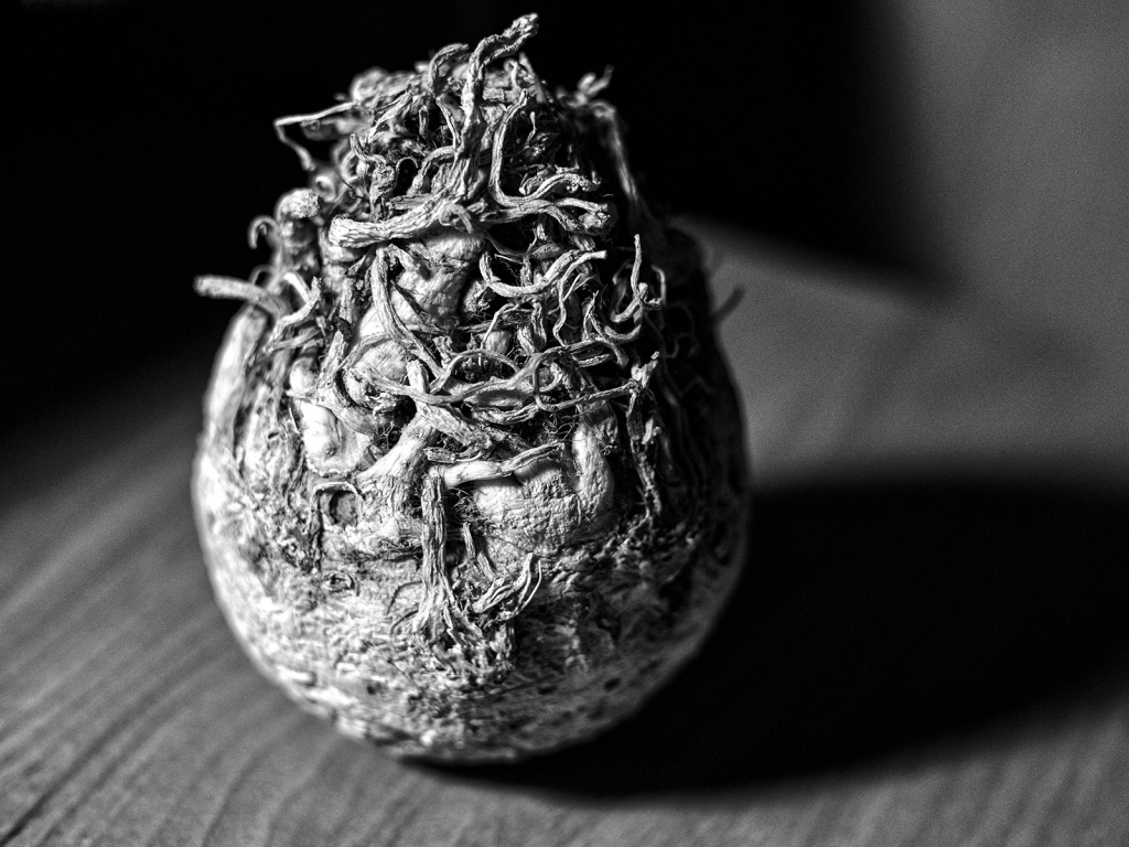 Celeriac No. 30