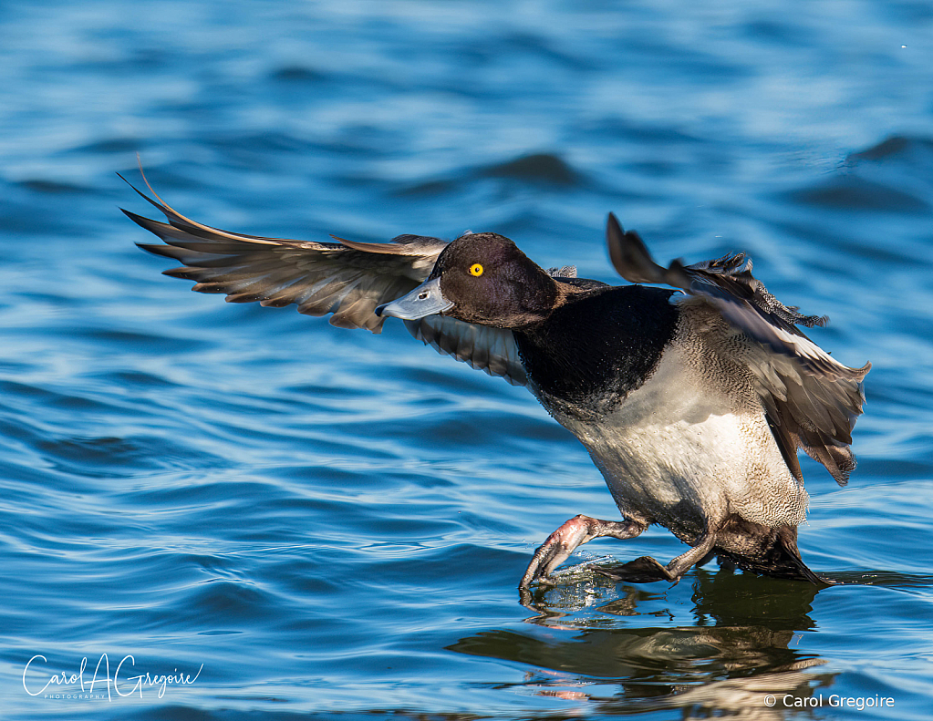 Nail the Landing - ID: 16035959 © Carol Gregoire