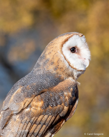 Profile of a Barn Owl