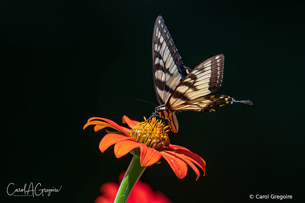 Butterfly on a Flower - ID: 16035985 © Carol Gregoire