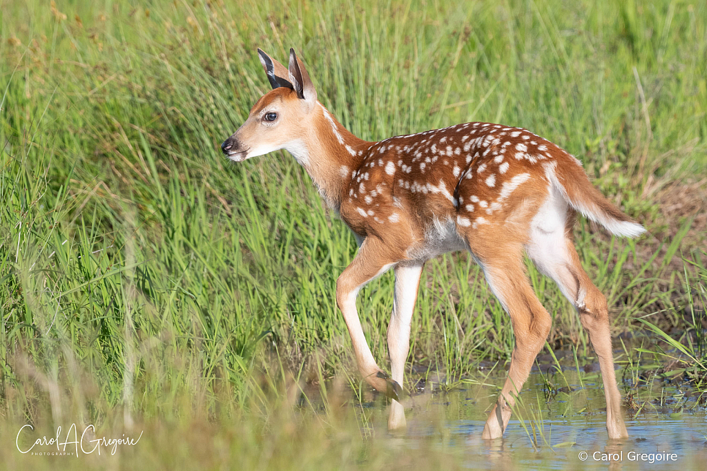 Playing in the Water - ID: 16036008 © Carol Gregoire