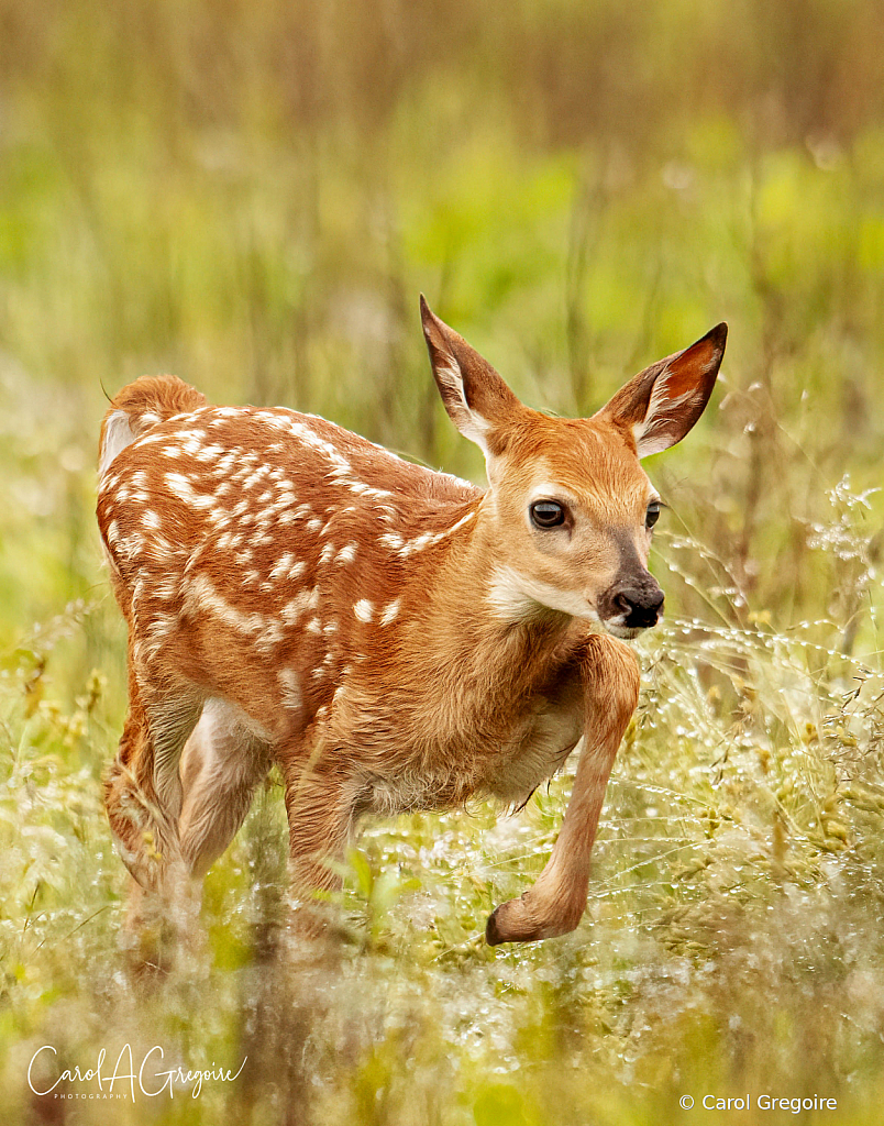 Fawn on the Run - ID: 16036013 © Carol Gregoire