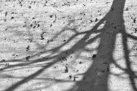Tree shadow, leaves, snow