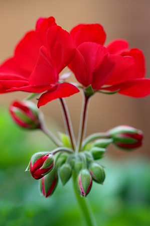 Red Geraniums