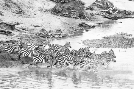 Zebra Migration