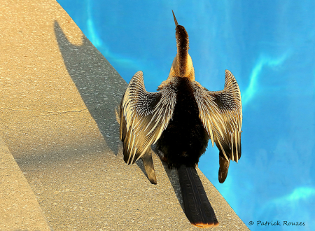 Anhinga