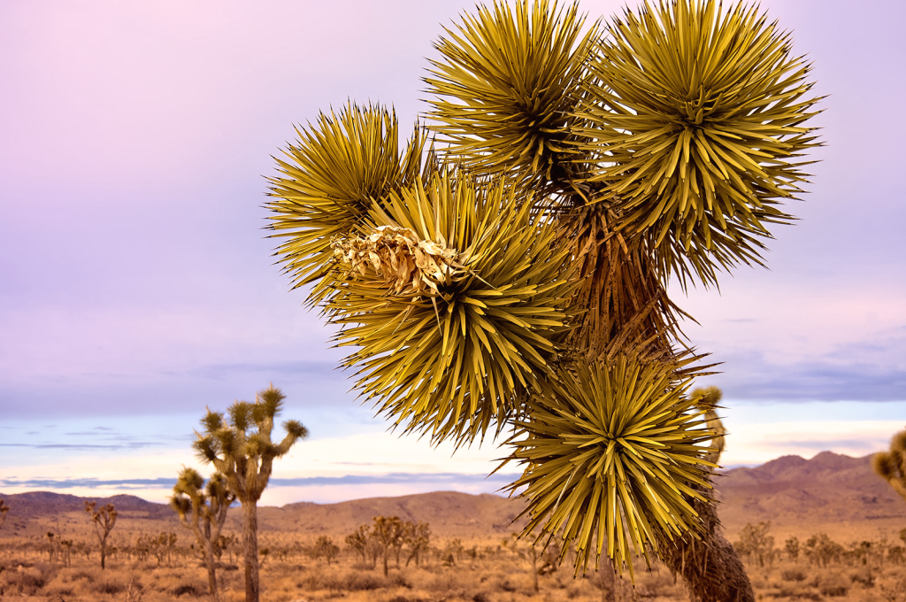 Desert Dagger - ID: 16036086 © Kelley J. Heffelfinger